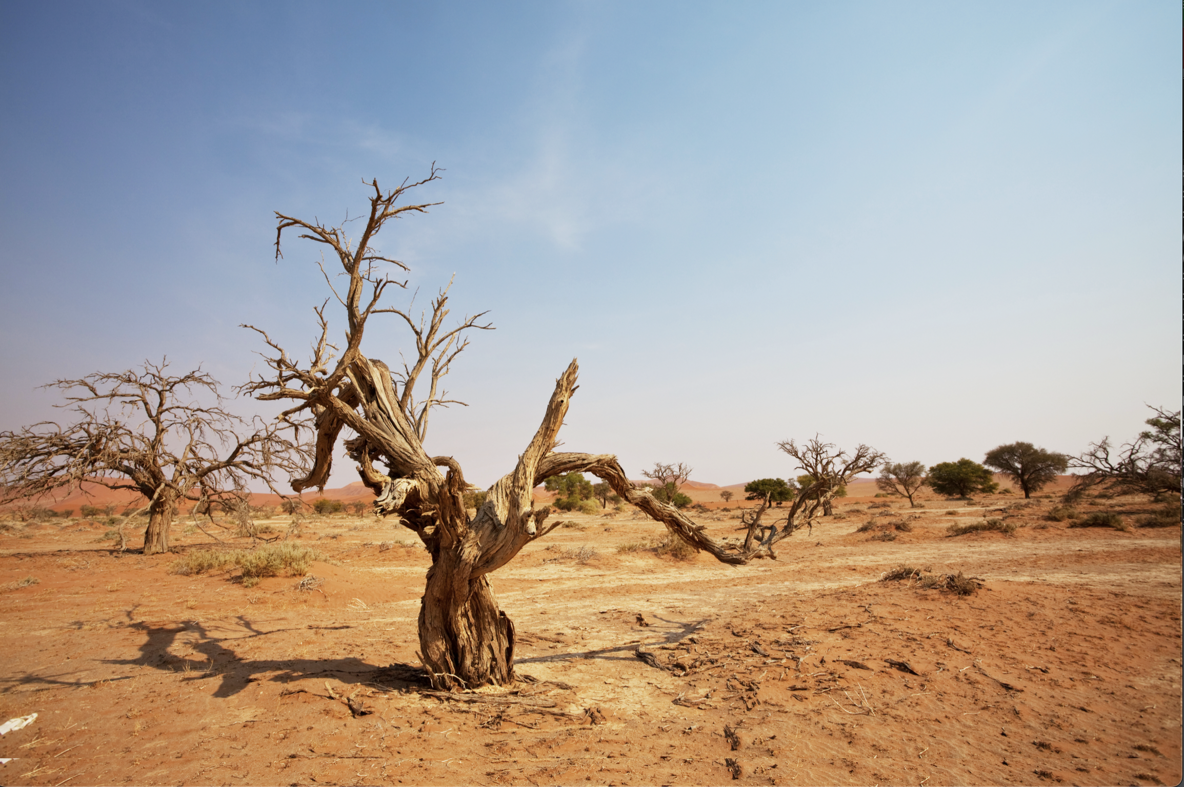 Namibian Desert