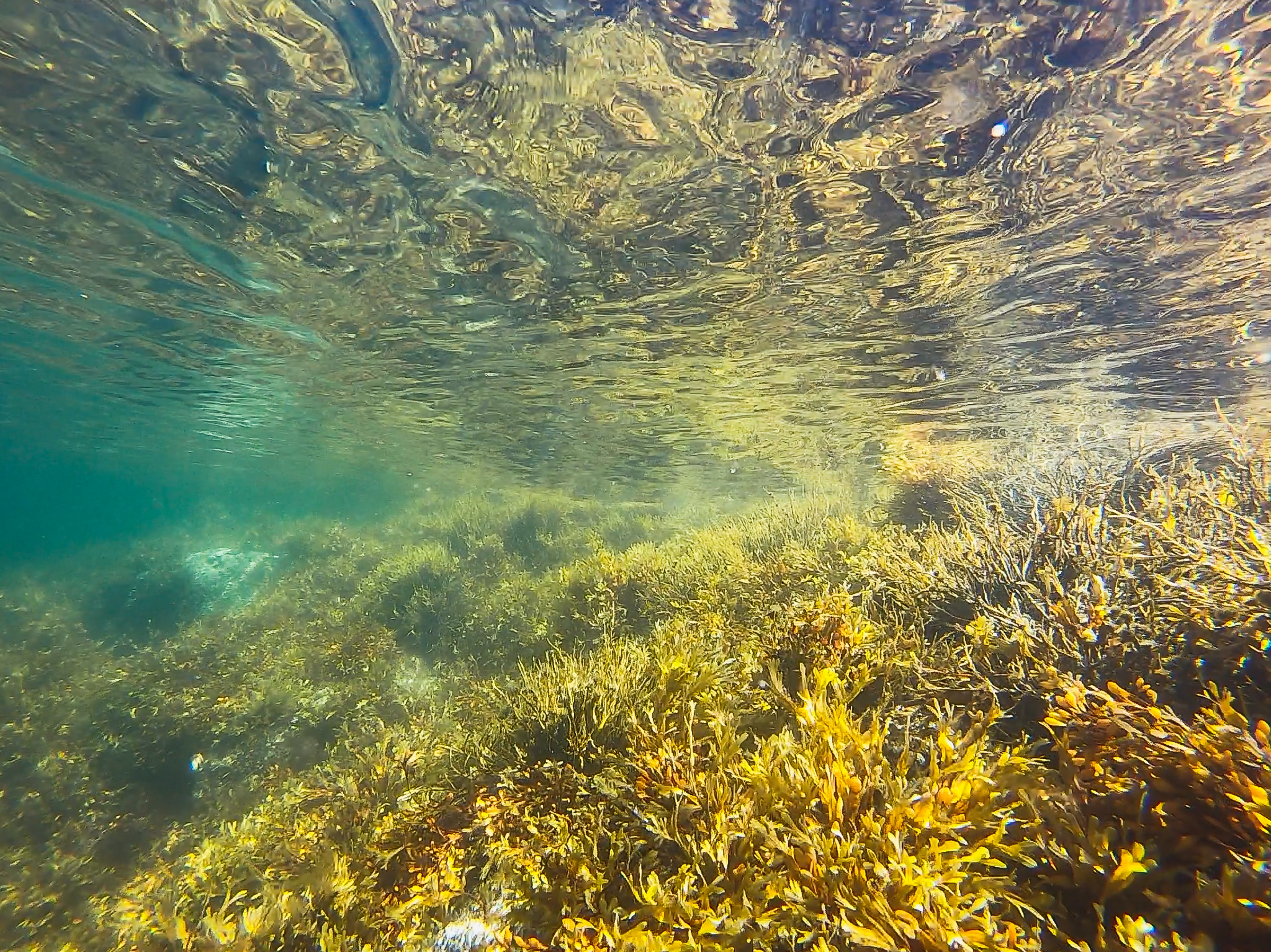 underwater seaweed