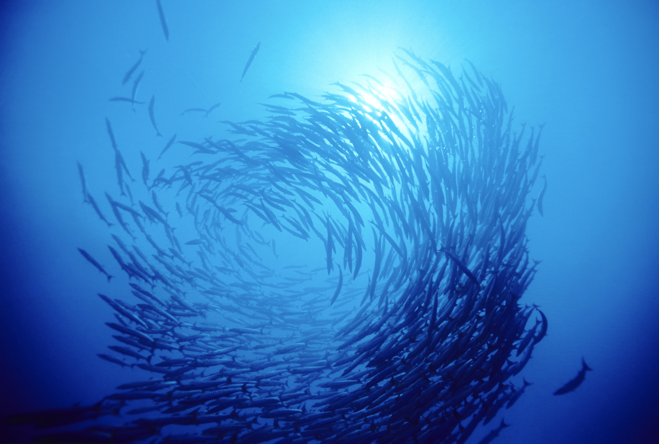 Fish in ocean