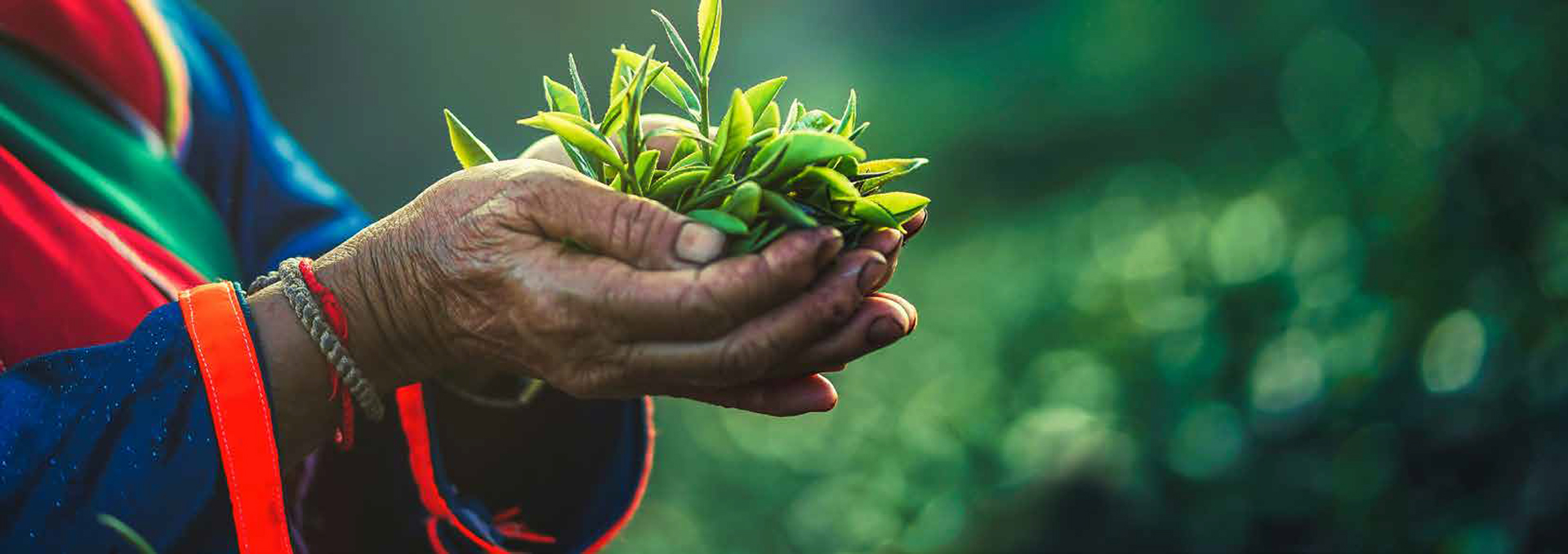Woman holding leafs in her hands