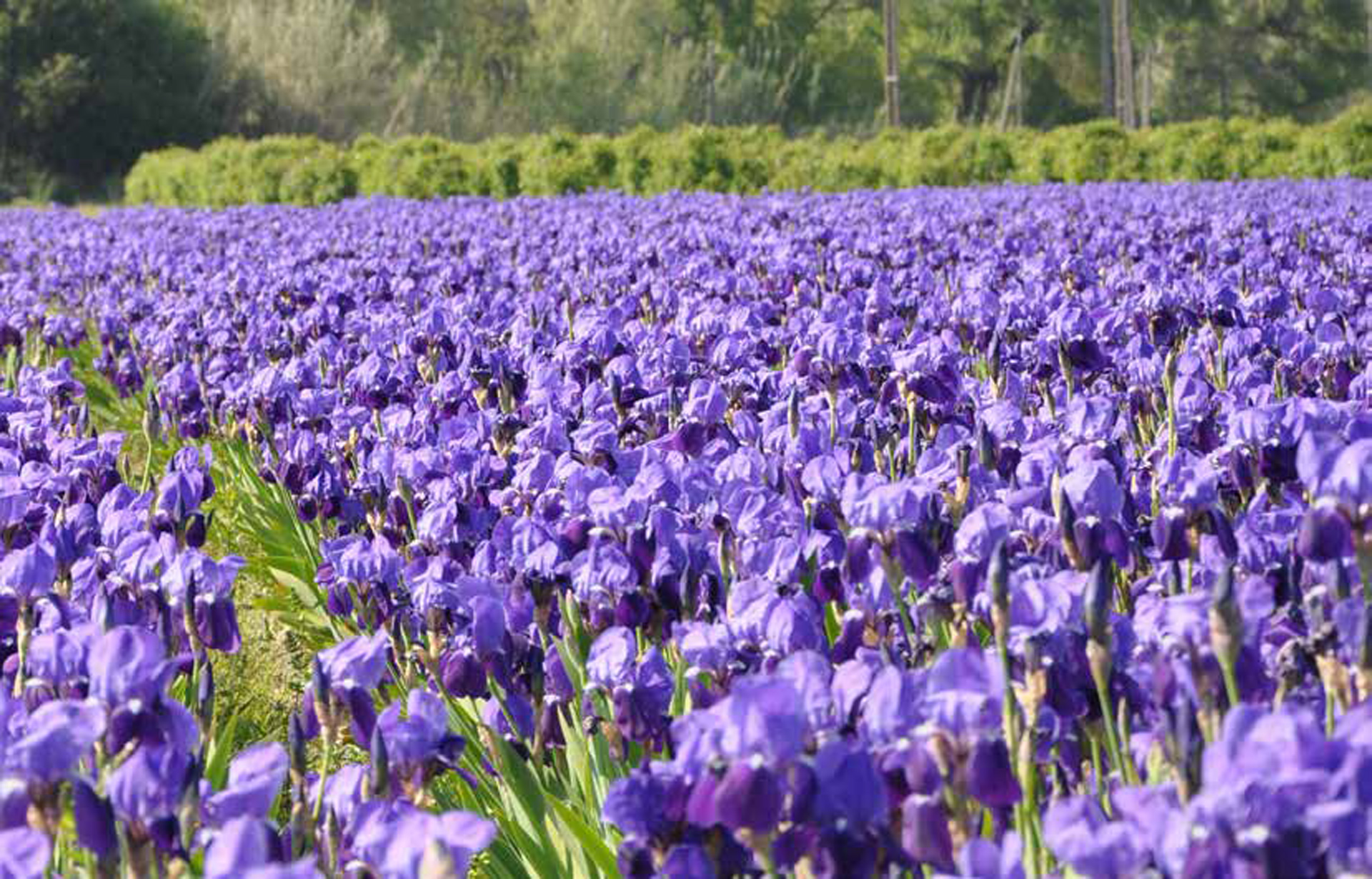 Field with purple flowers