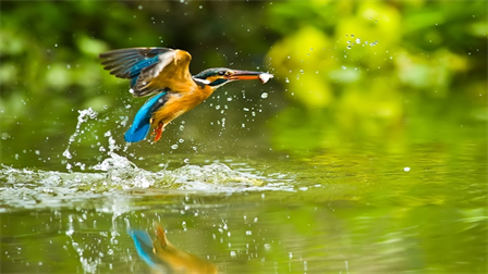 bird in water