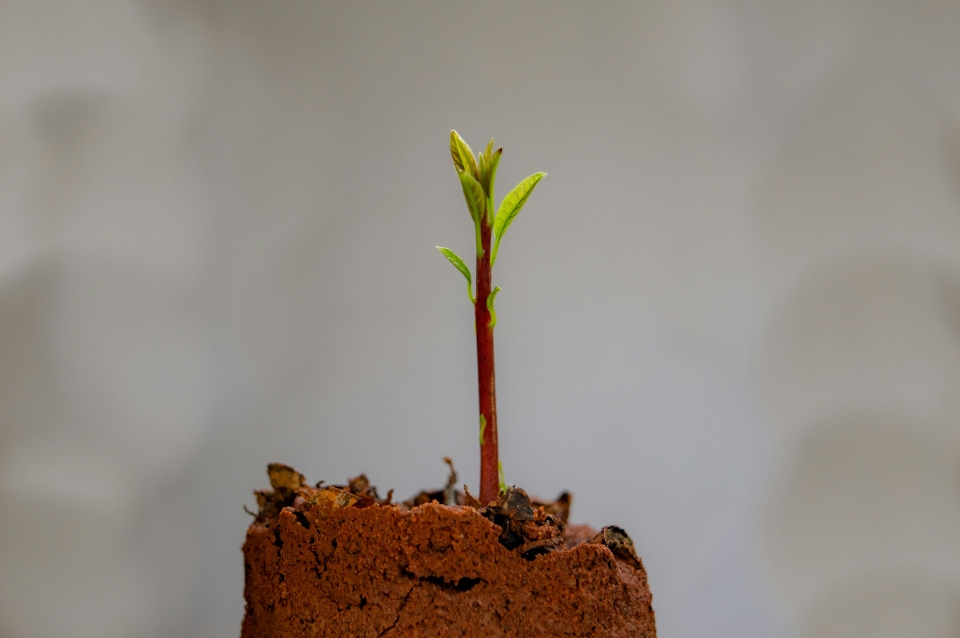 IRG Growth Study