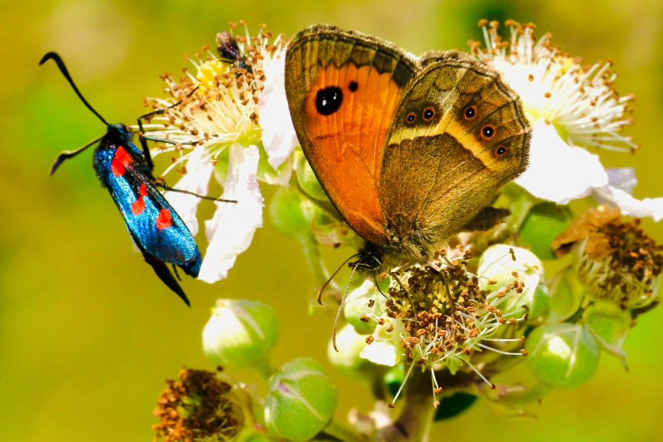 Biodiversity fundamentals: The business case for action | E-learning Course