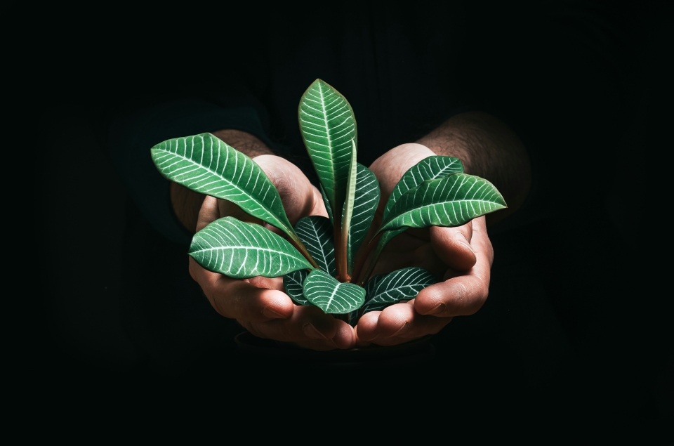 Hands holding a plant