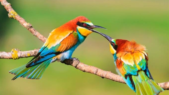 Biosiversity - birds 