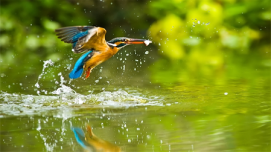 bird in water