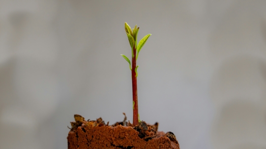 IRG Growth Study