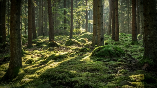 Ad Net Zero Awards Winner: The Outdoor Sustainability Initiative