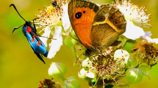 Biodiversity fundamentals: The business case for action | E-learning Course