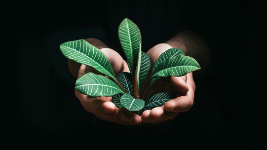 Hands holding a plant