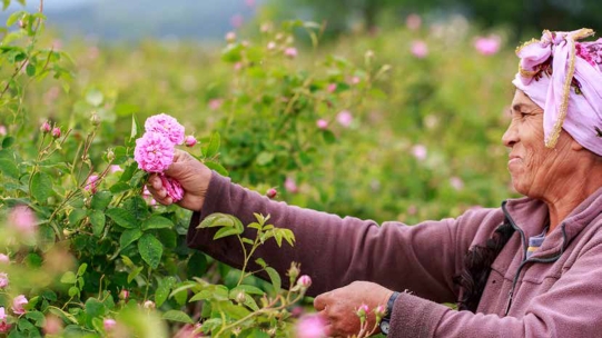 Woman picking flowers
