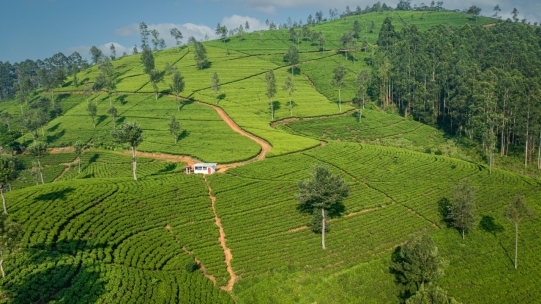 Plantation of tea